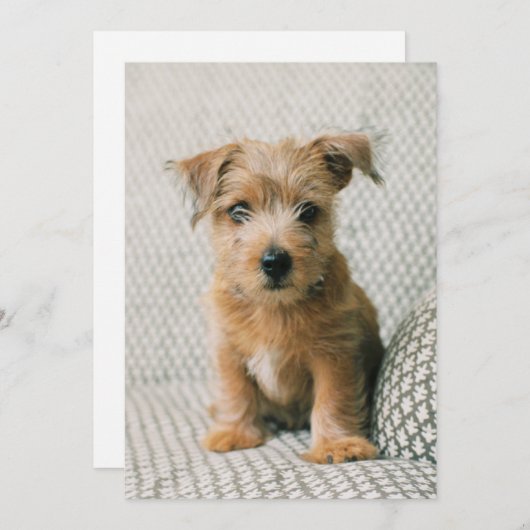 Kutest Baby Animals | Norfolk Terrier Puppy Bedankkaart (Voorkant / Achterkant)