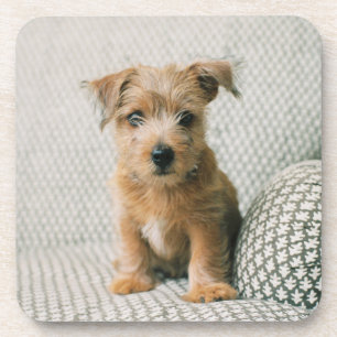 Kutest Baby Animals   Norfolk Terrier Puppy Bier Onderzetter
