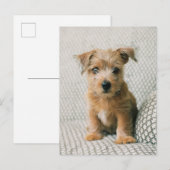 Kutest Baby Animals | Norfolk Terrier Puppy Briefkaart (Voorkant / Achterkant)