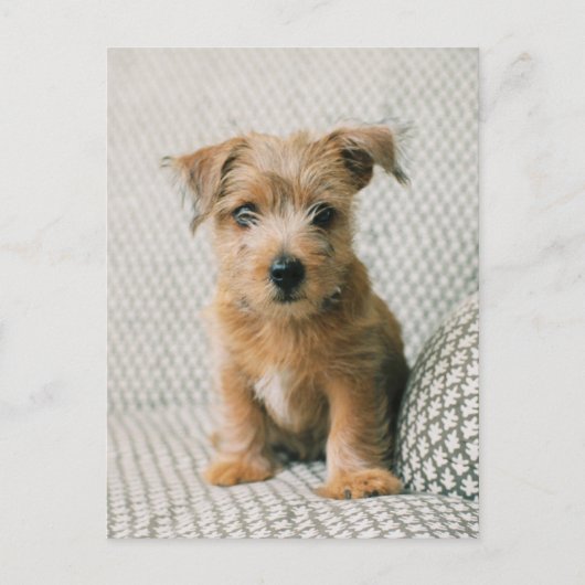 Kutest Baby Animals | Norfolk Terrier Puppy Briefkaart (Voorkant)