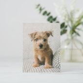 Kutest Baby Animals | Norfolk Terrier Puppy Briefkaart (Staand voorkant)
