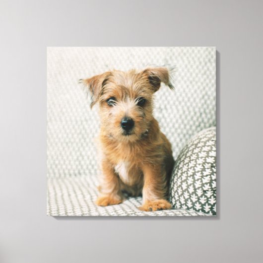 Kutest Baby Animals | Norfolk Terrier Puppy Canvas Afdruk (Voorkant)