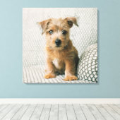 Kutest Baby Animals | Norfolk Terrier Puppy Canvas Afdruk (Insitu (Houten vloer))