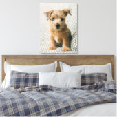 Kutest Baby Animals | Norfolk Terrier Puppy Canvas Afdruk (Insitu (Slaapkamer))