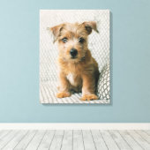 Kutest Baby Animals | Norfolk Terrier Puppy Canvas Afdruk (Insitu (Houten vloer))