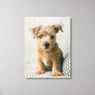 Kutest Baby Animals   Norfolk Terrier Puppy Canvas Afdruk