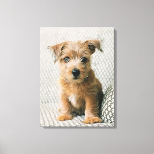 Kutest Baby Animals | Norfolk Terrier Puppy Canvas Afdruk (Voorkant)