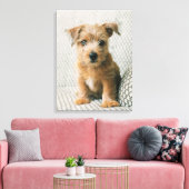 Kutest Baby Animals | Norfolk Terrier Puppy Canvas Afdruk (Insitu (Woonkamer))