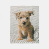 Kutest Baby Animals | Norfolk Terrier Puppy Fleece Deken (Voorkant)