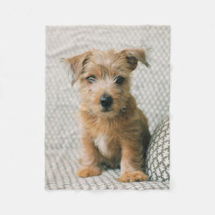 Kutest Baby Animals   Norfolk Terrier Puppy Fleece Deken