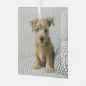 Kutest Baby Animals | Norfolk Terrier Puppy Glas Ornament (Voorkant links)