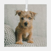 Kutest Baby Animals | Norfolk Terrier Puppy Glas Ornament (Achterkant)