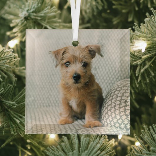Kutest Baby Animals | Norfolk Terrier Puppy Glas Ornament (Insitu)