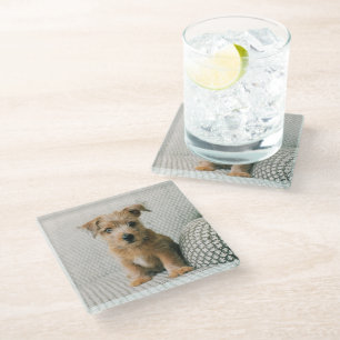 Kutest Baby Animals   Norfolk Terrier Puppy Glazen Onderzetter