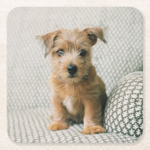 Kutest Baby Animals   Norfolk Terrier Puppy Kartonnen Onderzetters