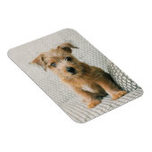Kutest Baby Animals | Norfolk Terrier Puppy Magneet (Rechterzijde)