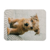 Kutest Baby Animals | Norfolk Terrier Puppy Magneet (Horizontaal)