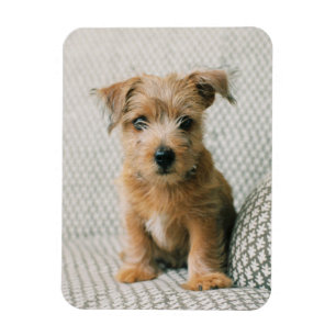 Kutest Baby Animals   Norfolk Terrier Puppy Magneet