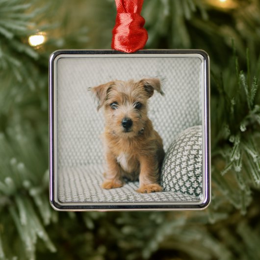 Kutest Baby Animals | Norfolk Terrier Puppy Metalen Ornament (Boom)