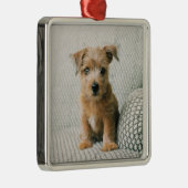 Kutest Baby Animals | Norfolk Terrier Puppy Metalen Ornament (Rechts)