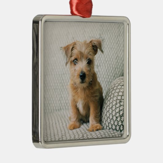 Kutest Baby Animals | Norfolk Terrier Puppy Metalen Ornament (Rechts)