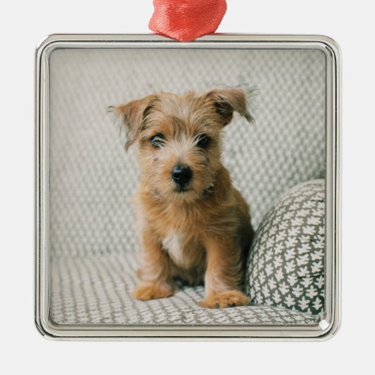 Kutest Baby Animals | Norfolk Terrier Puppy Metalen Ornament (Voorkant)