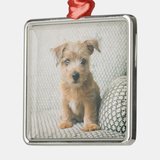 Kutest Baby Animals | Norfolk Terrier Puppy Metalen Ornament (Links)