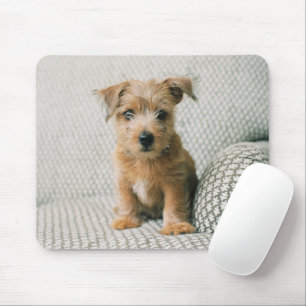 Kutest Baby Animals   Norfolk Terrier Puppy Muismat