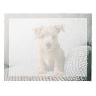 Kutest Baby Animals   Norfolk Terrier Puppy Notitieblok