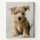 Kutest Baby Animals | Norfolk Terrier Puppy Notitieboek (Achterkant)