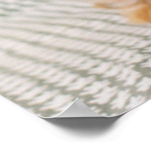 Kutest Baby Animals | Norfolk Terrier Puppy Poster (Hoek)