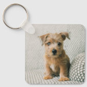 Kutest Baby Animals | Norfolk Terrier Puppy Sleutelhanger (Voorkant)