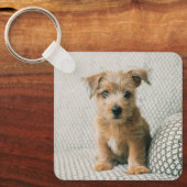 Kutest Baby Animals | Norfolk Terrier Puppy Sleutelhanger (Voorkant)