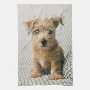 Kutest Baby Animals Norfolk Terrier Puppy Theedoek