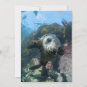 Kutest Baby Animals | Onderwater Kaapverdische zeg Bedankkaart (Voorkant)