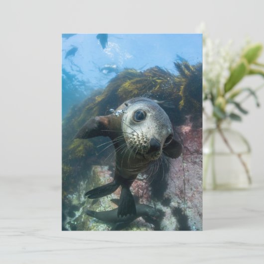 Kutest Baby Animals | Onderwater Kaapverdische zeg Bedankkaart (Staand voorkant)