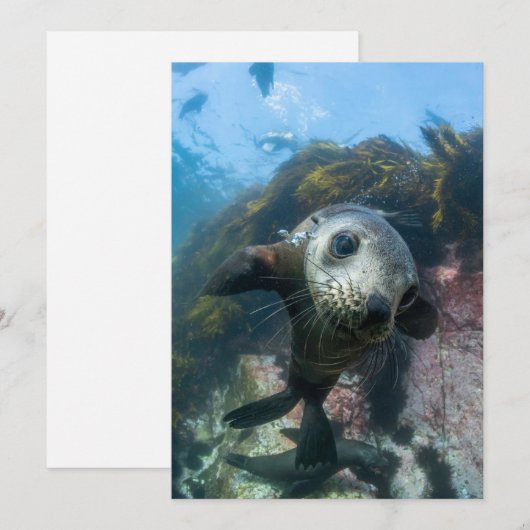 Kutest Baby Animals | Onderwater Kaapverdische zeg Bedankkaart (Voorkant / Achterkant)