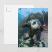 Kutest Baby Animals | Onderwater Kaapverdische zeg Briefkaart (Voorkant / Achterkant)