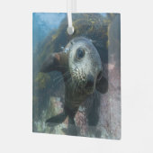 Kutest Baby Animals | Onderwater Kaapverdische zeg Glas Ornament (Voorkant links)