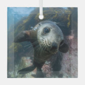 Kutest Baby Animals | Onderwater Kaapverdische zeg Glas Ornament (Voorkant)