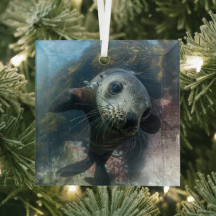 Kutest Baby Animals Onderwater Kaapverdische zeg Glas Ornament