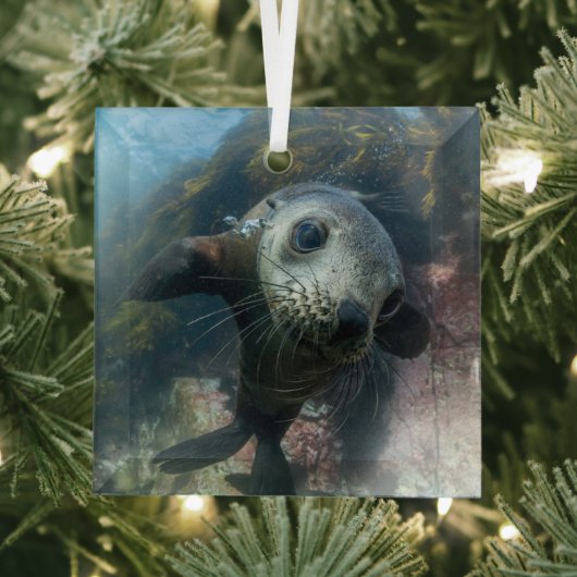 Kutest Baby Animals | Onderwater Kaapverdische zeg Glas Ornament (Insitu)