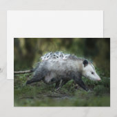 Kutest Baby Animals | Opossum mam & Kinderen Bedankkaart (Voorkant / Achterkant)