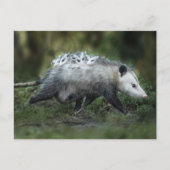 Kutest Baby Animals | Opossum mam & Kinderen Briefkaart (Voorkant)