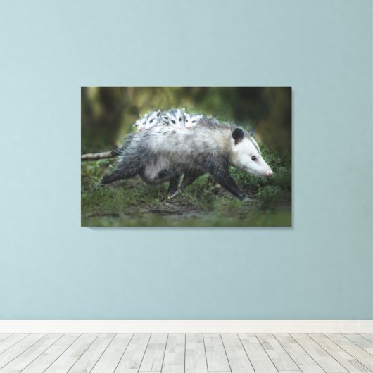Kutest Baby Animals | Opossum mam & Kinderen Canvas Afdruk (Insitu (Houten vloer))