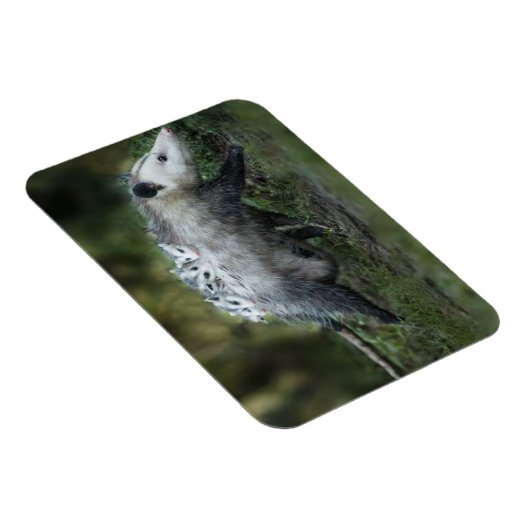 Kutest Baby Animals | Opossum mam & Kinderen Magneet (Rechterzijde)