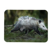 Kutest Baby Animals | Opossum mam & Kinderen Magneet (Horizontaal)