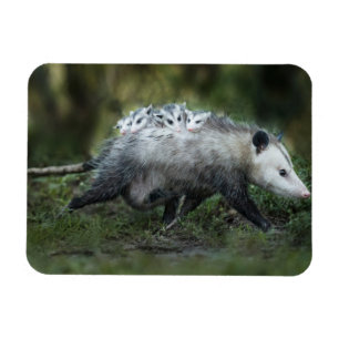 Kutest Baby Animals   Opossum mam & Kinderen Magneet