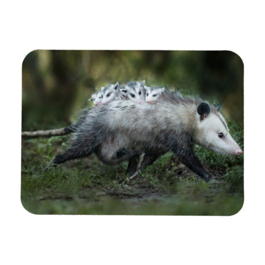 Kutest Baby Animals | Opossum mam & Kinderen Magneet (Horizontaal)