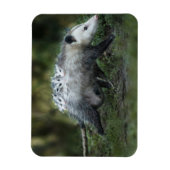 Kutest Baby Animals | Opossum mam & Kinderen Magneet (Verticaal)